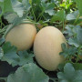 Алиша F1 (INX 1077 F1) семена дыни (Innova Seeds)