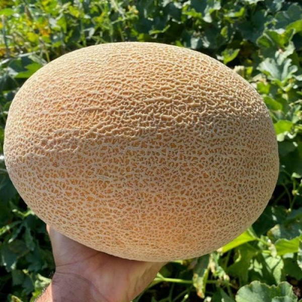 Алиша F1 (INX 1077 F1) семена дыни (Innova Seeds)