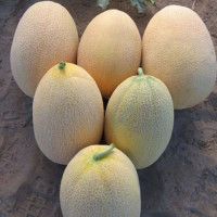 Дайана F1 (Даяна, INX 1097 F1) семена дыни (Innova Seeds)