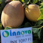 Дайана F1 (Даяна, INX 1097 F1) семена дыни (Innova Seeds)