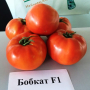 Бобкат F1 семян помидора детерминантного (Syngenta)