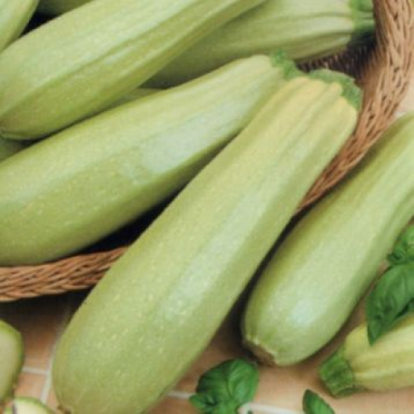 Ванда семян кабачка (Moravoseed)