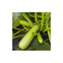 Ванда семян кабачка (Moravoseed)