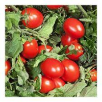 Дерика F1 (KS 720 F1) семена помидора детерминантного (Kitano Seeds)