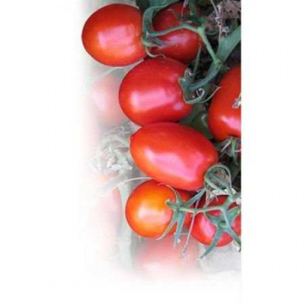 Дерика F1 (KS 720 F1) семена помидора детерминантного (Kitano Seeds)
