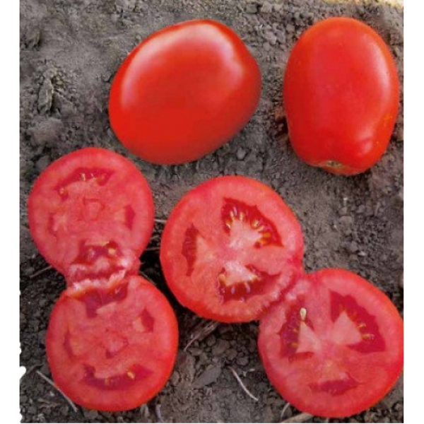 Дерика F1 (KS 720 F1) семена помидора детерминантного (Kitano Seeds)