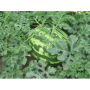 Кримсон Світ насіння кавуна середнього (Spark Seeds)
