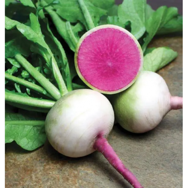 Ред Мит семена редьки (Takii Seeds)