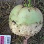 Ред Мит семена редьки (Takii Seeds)