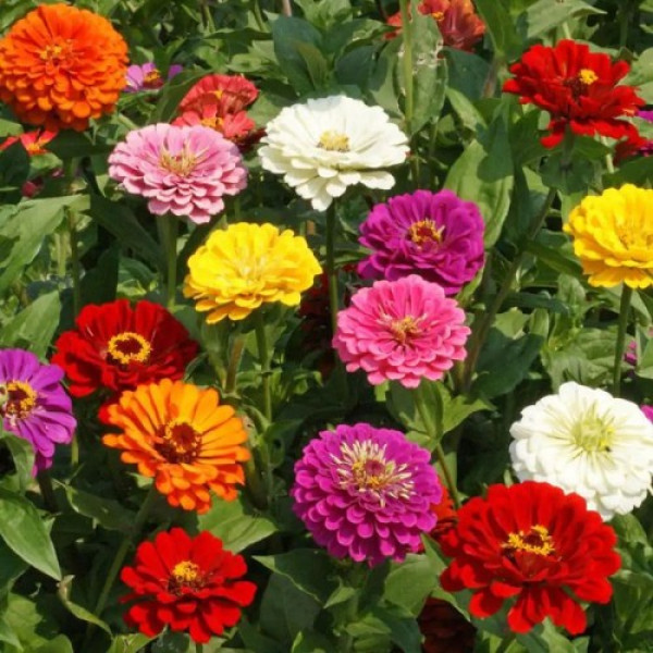 Каліфорнійські гіганти Мікс (mix) насіння циннії (Floragran)