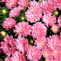 Астра карликовая розовая (Pink) семена (Moravoseed)