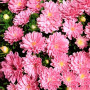 Айстра карликова рожева (Pink) насіння (Moravoseed)