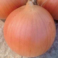 Кейс F1 насіння цибулі ріпчастої озимої (Lark Seeds)