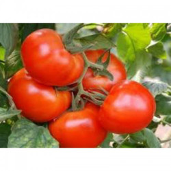 Король ринку насіння помідора індетермінантного (GL Seeds)