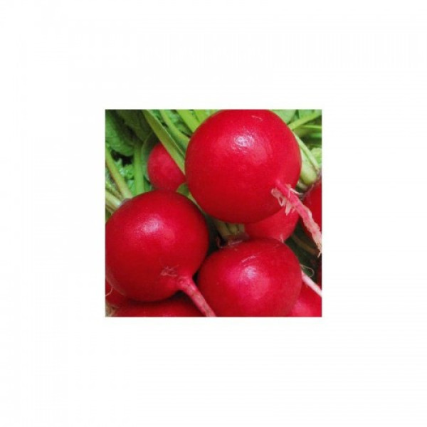 Корунд семян редиса (Satimex)