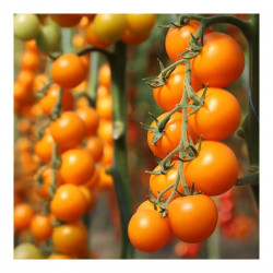 Нессі F1 (КС 1549 F1) насіння помідора індетермінантного (Kitano Seeds)