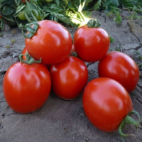 КС 215 F1 (KS 215 F1) насіння помідора детермінантного (Kitano Seeds)