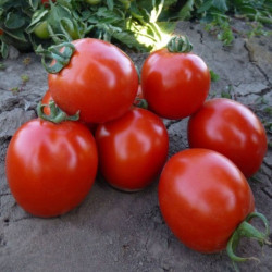 КС 215 F1 (KS 215 F1) насіння помідора детермінантного (Kitano Seeds)