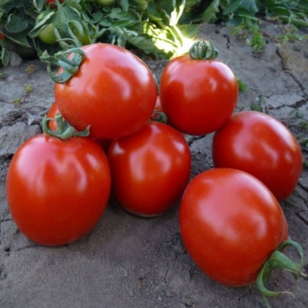 КС 215 F1 (KS 215 F1) насіння помідора детермінантного (Kitano Seeds)
