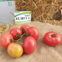 КС 3811 F1 (KS 3811 F1) семена томата индет. рож. (Kitano Seeds)