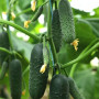 Такері F1 (КС 70 F1,KS 70 F1) насіння огірка партенокарпічного (Kitano Seeds)