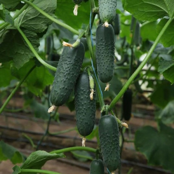 Такері F1 (КС 70 F1,KS 70 F1) насіння огірка партенокарпічного (Kitano Seeds)