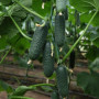 Такері F1 (КС 70 F1,KS 70 F1) насіння огірка партенокарпічного (Kitano Seeds)