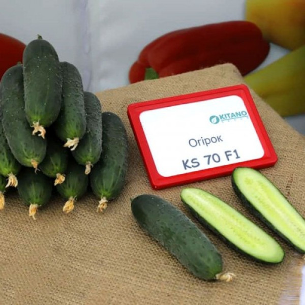 Такері F1 (КС 70 F1,KS 70 F1) насіння огірка партенокарпічного (Kitano Seeds)