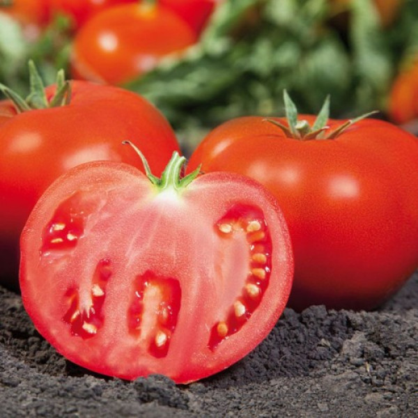 Камі F1 (KS 898 F1) насіння помідора детермінантного (Kitano Seeds)