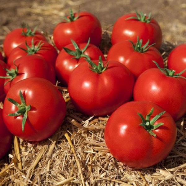 Камі F1 (KS 898 F1) насіння помідора детермінантного (Kitano Seeds)