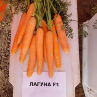 Лагуна F1 (1,6-1,8) семян моркови Нантес ультраранней от 60 дн. 18-24 см (Nunhems)