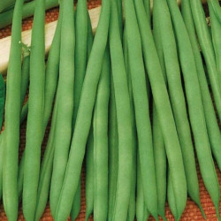 Лібра насіння квасолі спаржевої (Moravoseed)