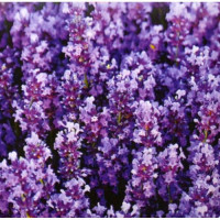 Лаванда крымская семена (GL Seeds)