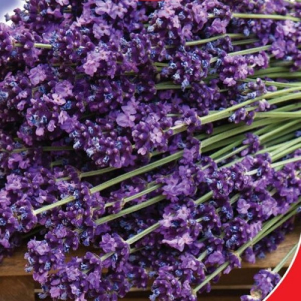 Лаванда вузьколиста насіння (GL Seeds)