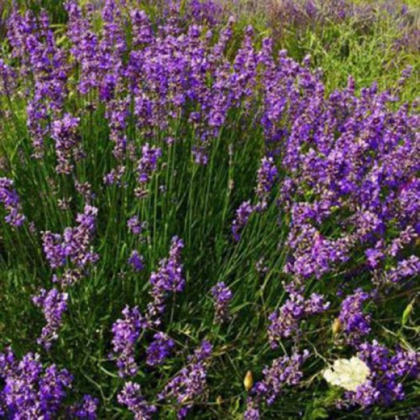 Лаванда вузьколиста насіння (GL Seeds)