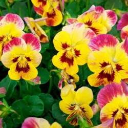 Лаєта Фаєр насіння віоли (Floragran)