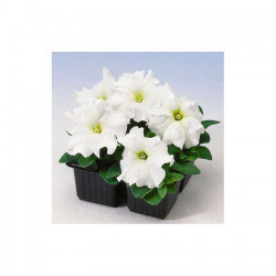Лімбо F1 біла (white) насіння петунії грандіфлора (Hem Genetics)