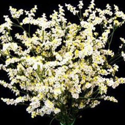Лімоніум білий (white) насіння (Moravoseed)
