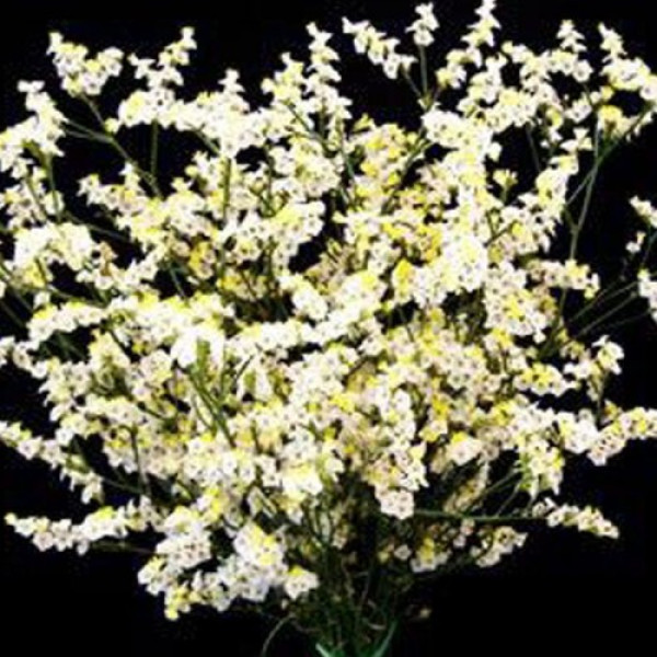 Лімоніум білий (white) насіння (Moravoseed)