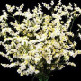 Лімоніум білий (white) насіння (Moravoseed)