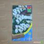 Лімоніум білий (white) насіння (Moravoseed)