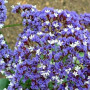Лімоніум синій (blue) насіння (Moravoseed)