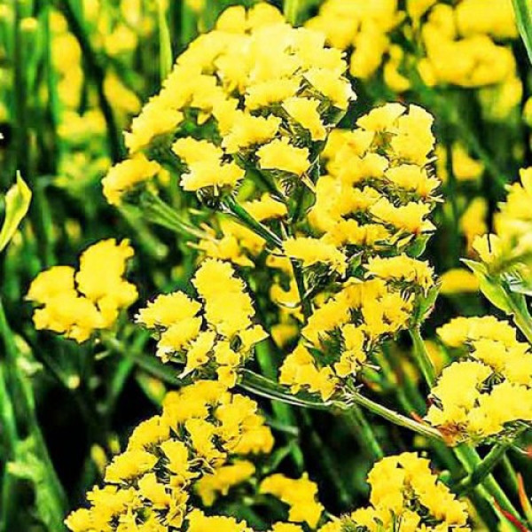 Лімоніум жовтий (yellow) насіння (Moravoseed)
