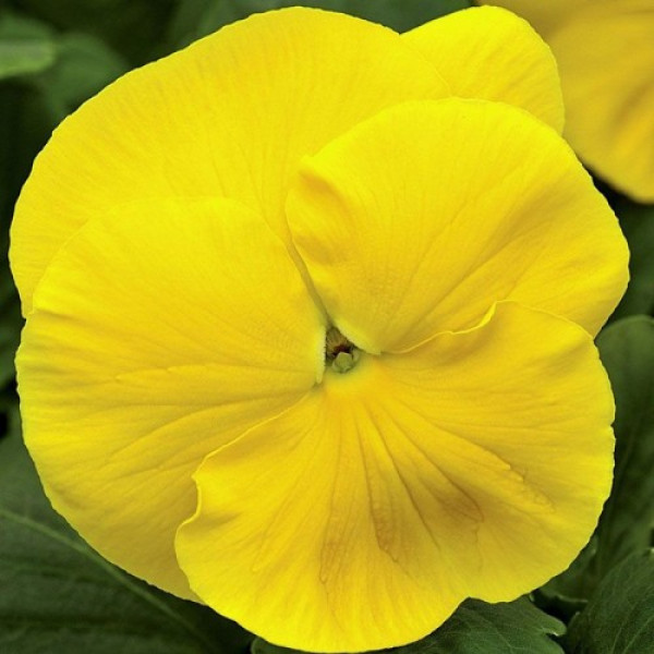 Маммут F1 жовта (yellow) насіння віоли (Syngenta)