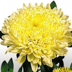Матадор жовтий (Yellow) насіння айстри на зріз (Benary)