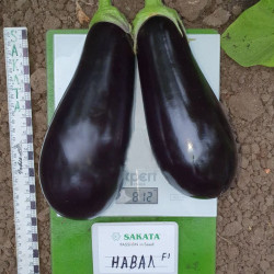 Навал F1 насіння бакалажану раннього 57-60 дн. 400-800 гр 20-25 см овал. (Sakata)