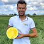 Нінфеа F1 насіння кавуна безнасінневого середнього (Hazera)