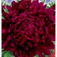Опал Фойер насіння айстри піоноподібної (GL Seeds)