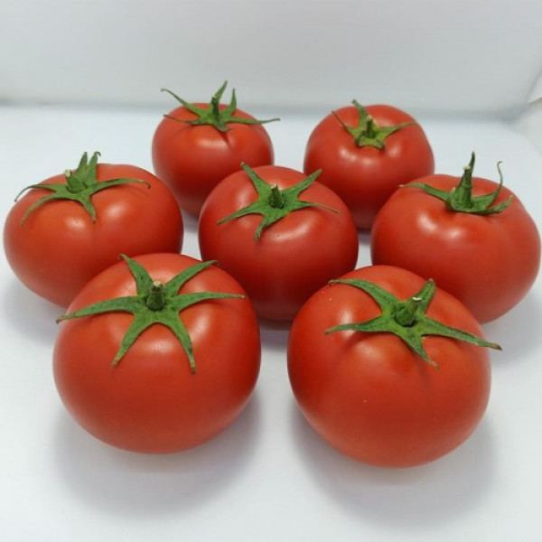Бандерас F1 (ПЛ 6212 F1/PL 6212 F1) насіння помідора індетермінантного (Asia Seed)