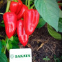 Поло F1 семян перца сладкого (Sakata)